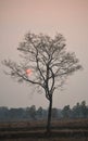 Tree alone Royalty Free Stock Photo