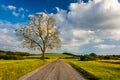 Tree along a country road near Spring Grove, Pennsylvania.