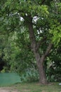 Tree along the river Royalty Free Stock Photo