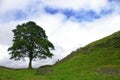 Tree along hadrians wall