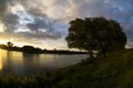 Tree along the Maas River, the Netherlands Royalty Free Stock Photo