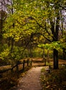 Tree along a path in Nixon Park, near York, Pennsylvania.