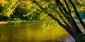 Tree along the Shenandoah River, in Harper's Ferry, West Virgini Royalty Free Stock Photo