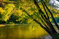 Tree along the Shenandoah River, in Harper's Ferry, West Virgini Royalty Free Stock Photo