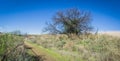 Tree Along Trail in Southern California Wilderness