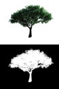Tree with alpha