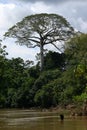 Tree in Amazonia Royalty Free Stock Photo