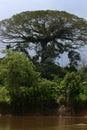 Tree in Amazonia