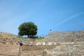 A tree at Amphitheater Coliseum in Ephesus Efes