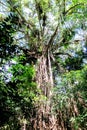 Tree in the ancient rainforest of Yungaburra Royalty Free Stock Photo