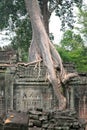 Tree on ancient walls, Cambodja