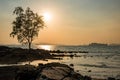 Tree by sea at sunset in Krabi