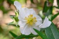 Tree anemone Carpenteria californica, white flower Royalty Free Stock Photo