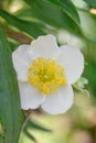 Tree anemone Carpenteria californica, white flower in close-up Royalty Free Stock Photo
