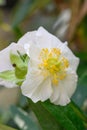 Tree anemone Carpenteria californica, white flowers