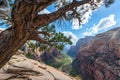 Tree on Angels Landing Royalty Free Stock Photo