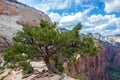 Tree on Angels Landing Royalty Free Stock Photo