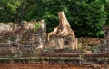 Tree in Angkor Wat Royalty Free Stock Photo