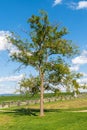 A tree at the Antietam National Battlefield in Sharpsburg, Maryland, USA