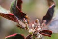 Tree ants on the top of flower