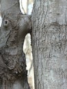 Tree Kisses - One tree kissing another tree - grew together