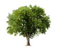 Tree Royalty Free Stock Photo