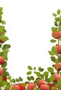 Tree apples with ripe fruits. Branches in form of frame. Garden plant with edible harvest. Branch with foliage and