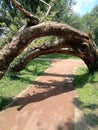 Tree Arch over walkway Royalty Free Stock Photo