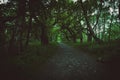 Tree Arch Path