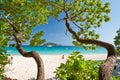 Tree Art, Similan Islands, South of Thailand Royalty Free Stock Photo