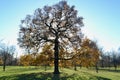 The tree as ideas Royalty Free Stock Photo