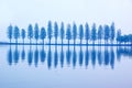 Tree as music sign Royalty Free Stock Photo