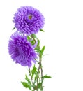 Tree aster lilac flowers Royalty Free Stock Photo