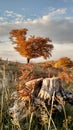 Tree autum log clouds sunset Royalty Free Stock Photo
