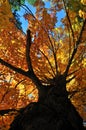 Tree in Autumn Royalty Free Stock Photo