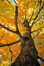 Tree in Autumn Royalty Free Stock Photo