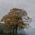 Tree in autumn