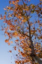 Tree In Autumn