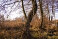 Tree in autumn