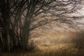 Tree in autumn on colorful meadow