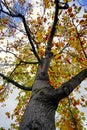 Tree with autumn colors in the nature in autumn season Royalty Free Stock Photo