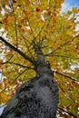 Tree with autumn colors in the nature in autumn season Royalty Free Stock Photo