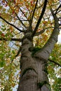 Tree with autumn colors in the nature in autumn season Royalty Free Stock Photo