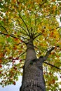 Tree with autumn colors in the nature in autumn season Royalty Free Stock Photo