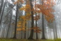 Tree in the autumn forest, misty morning