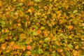 Tree in autumn golden foliage