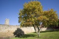 Tree in autumn leaf church grounds of glastonbury abbey estate