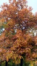 Tree in autumn - oak in park, leaves and branches against sky