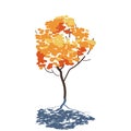 Tree in autumn season with golden and orange leaves, isolated vector illustration of small tree with shadow on white Royalty Free Stock Photo