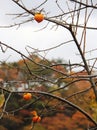 Tree istill bearing fruits at Shirakawago Village Royalty Free Stock Photo